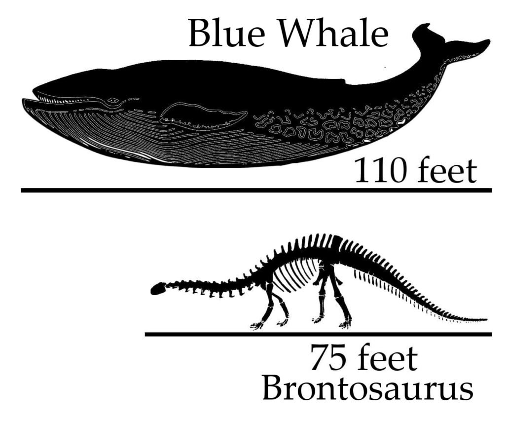 Brontosaurus Vs Blue Whale - Who is bigger?