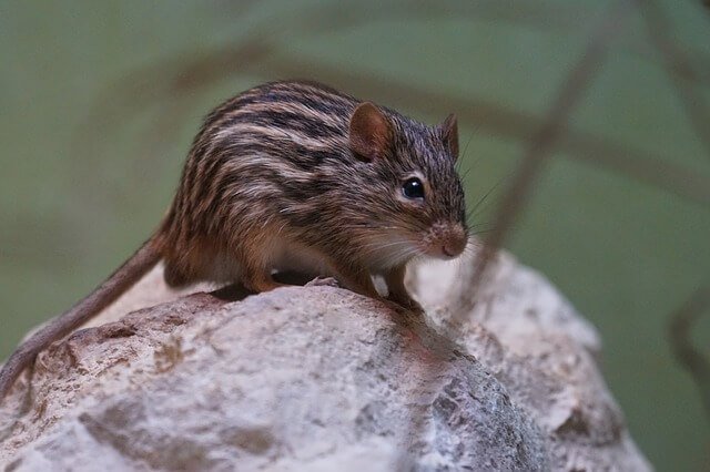 picture shows how mammals looked during the time of dinosaurs