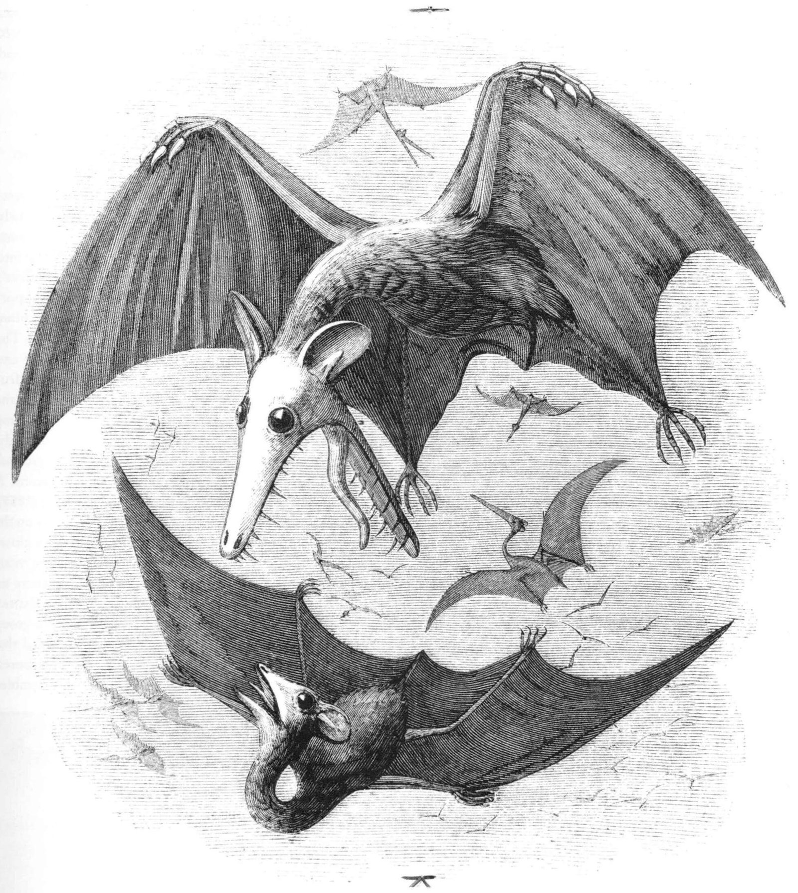 pterosaur_types