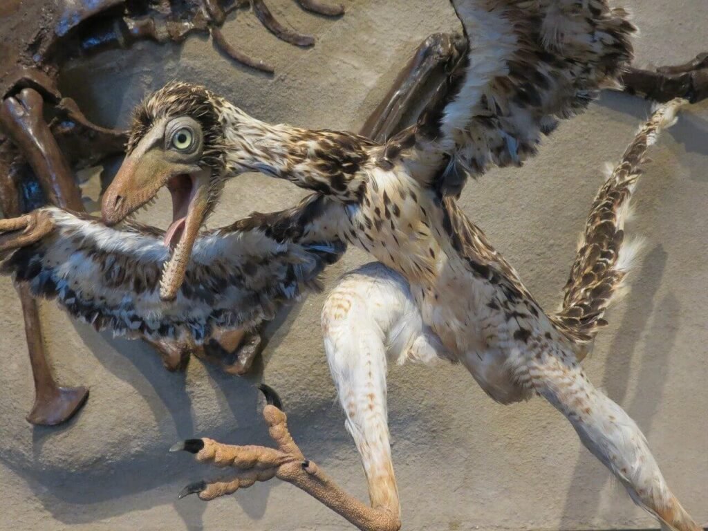 picture of archaeopteryx, a dinosaur with feathers