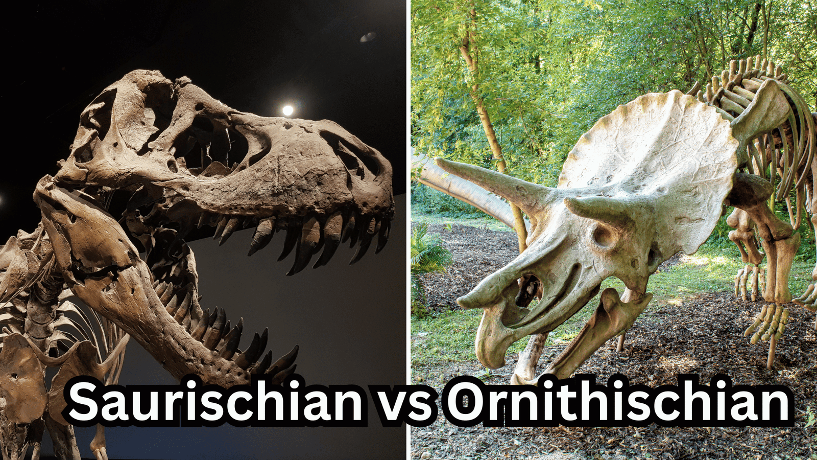 Saurischian-vs-Ornithischian - whats the difference?