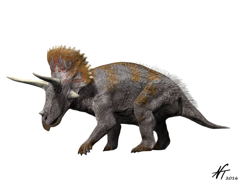 triceratops picture with a white background